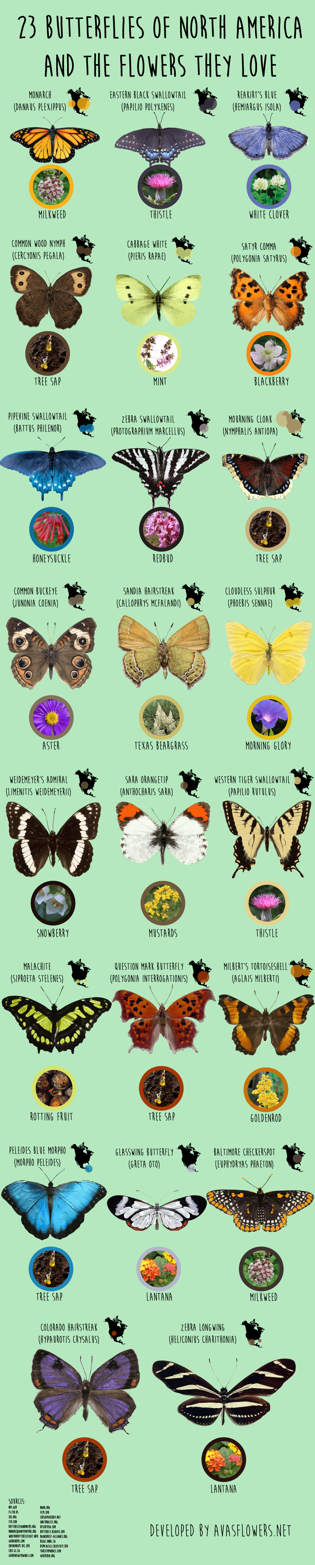 23 Butterflies of North America And the Flowers They Love - Avasflowers.net - Infographic
