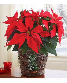 Holiday Poinsettia Plant