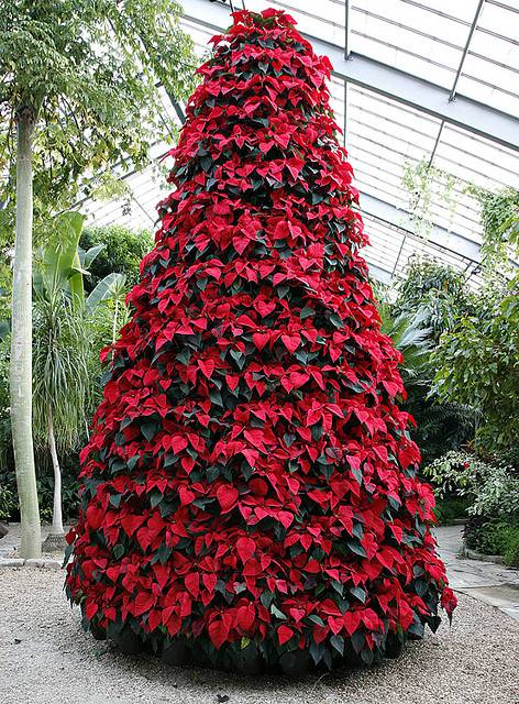 Tips for Decorating With Poinsettias