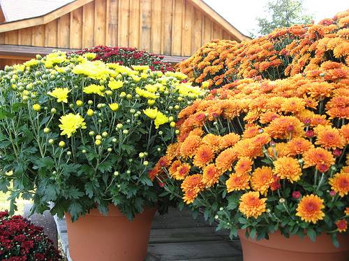 With Love and Cheerfulness, A Chrysanthemum – The November Birth Flower
