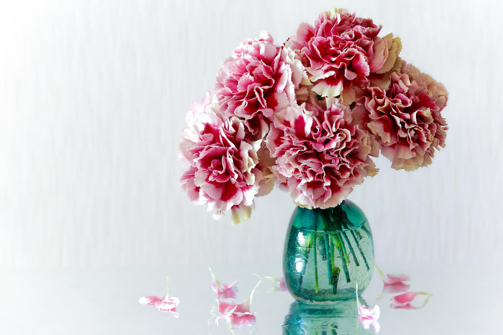 Carnations