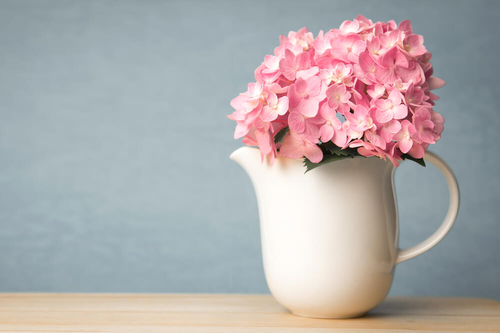 Hydrangeas