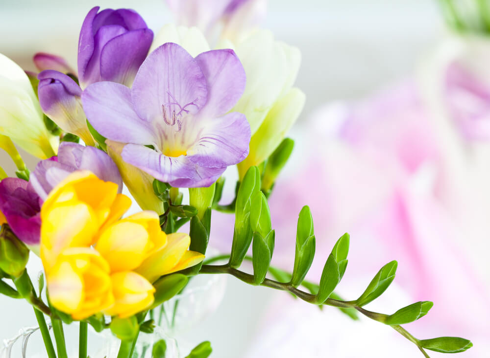 Freesias