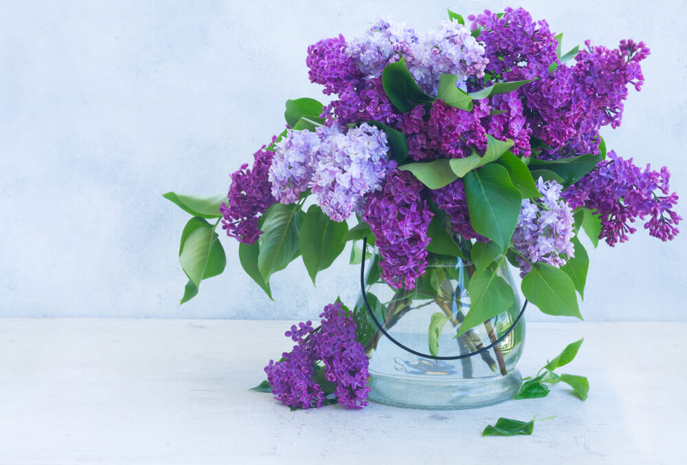 Lilacs