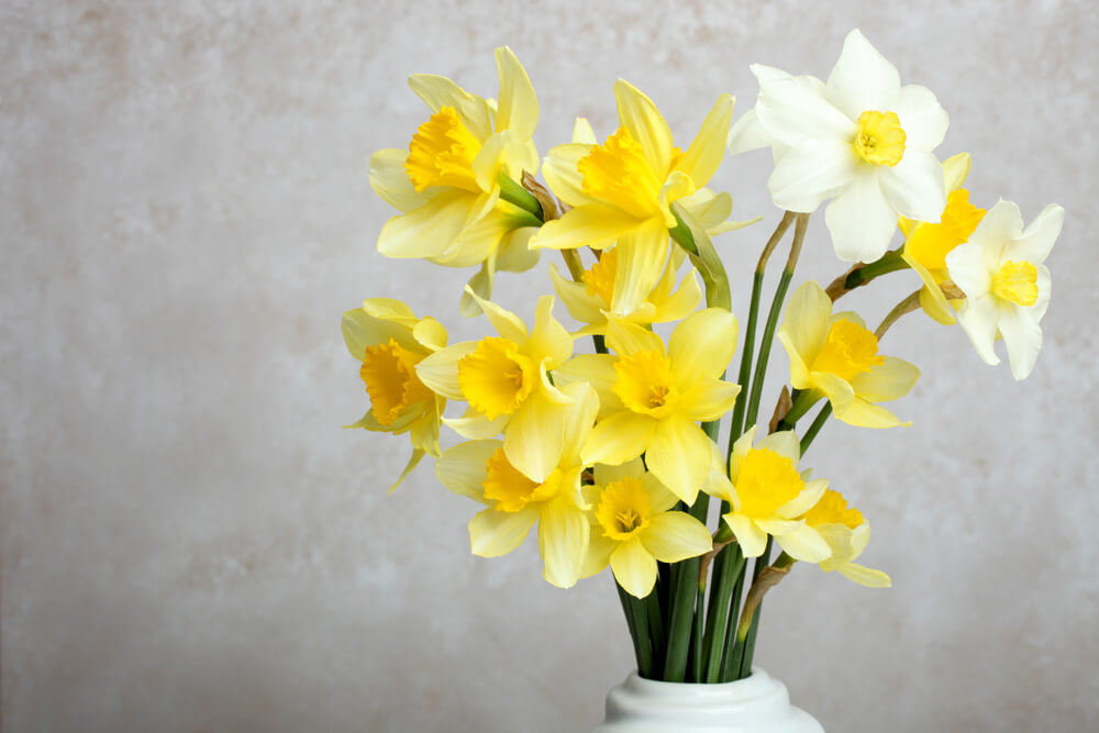 Daffodils