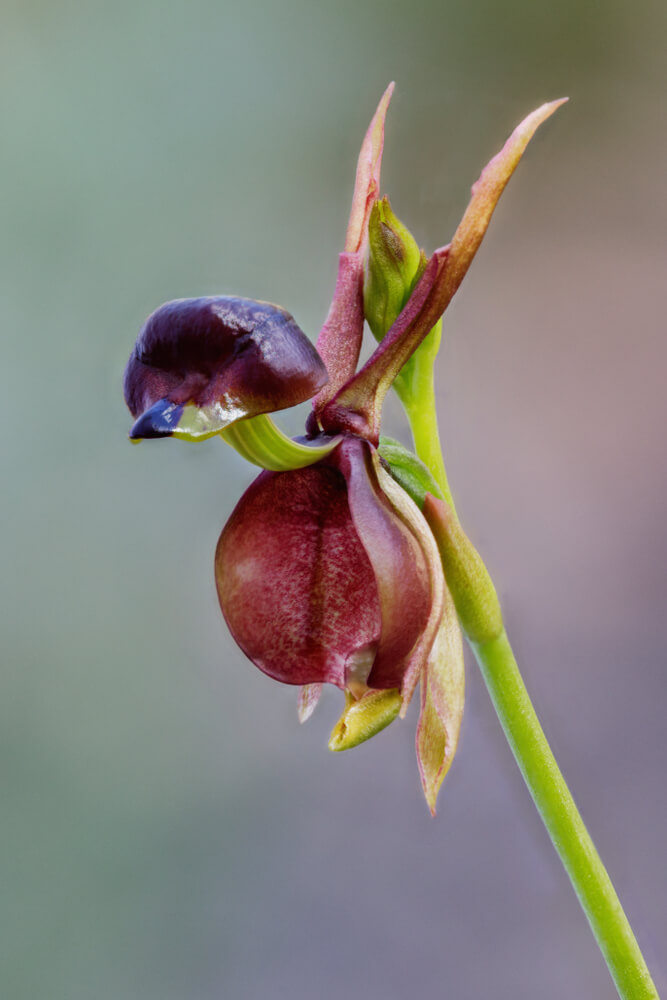 Duck Orchid