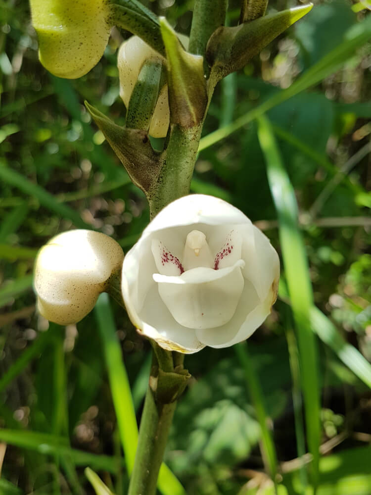 Dove Orchid