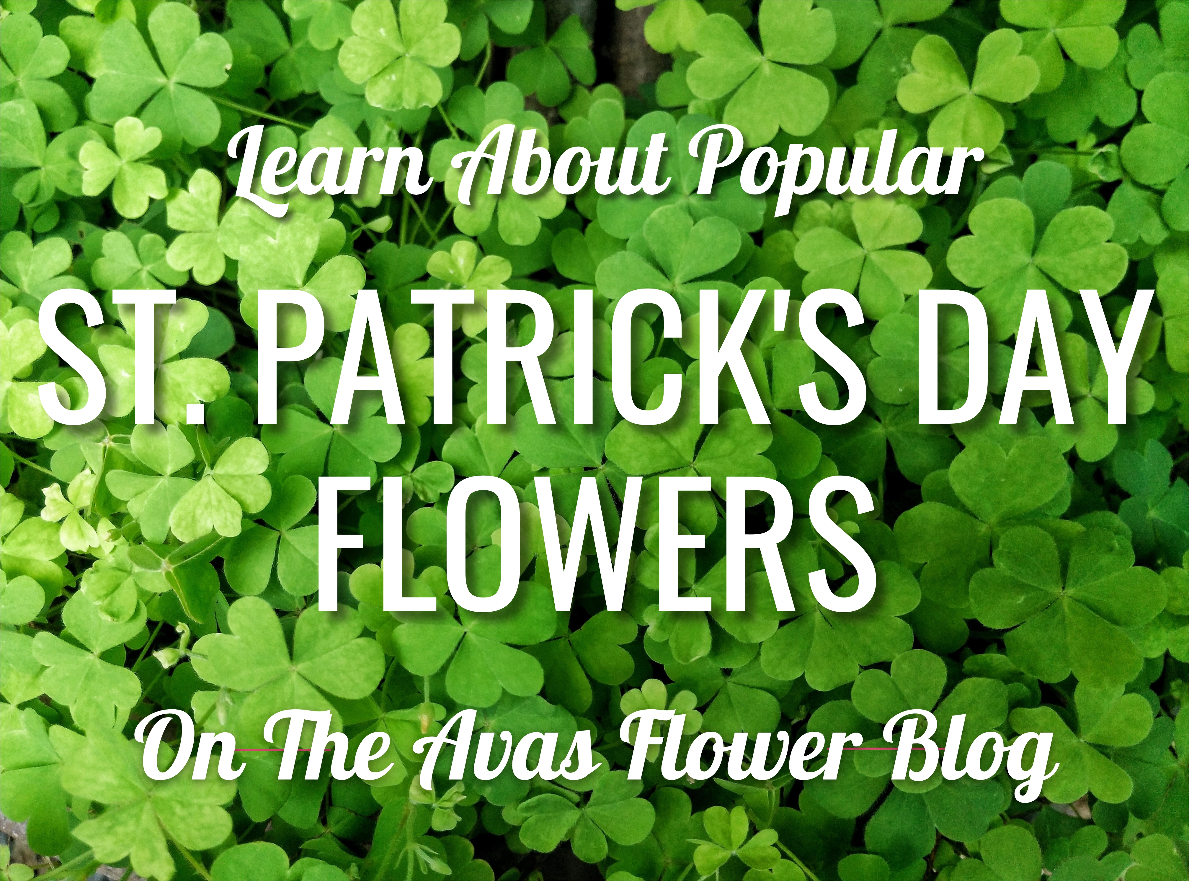The Best Flowers For St. Patrick’s Day Celebrations
