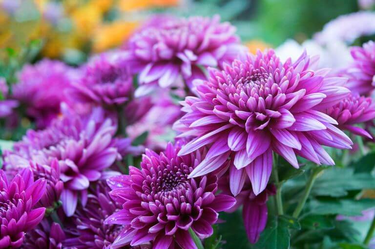 Purple Chrysanthemum