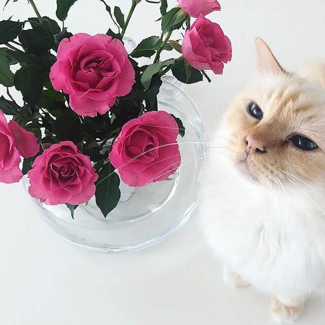 Cat & flowers