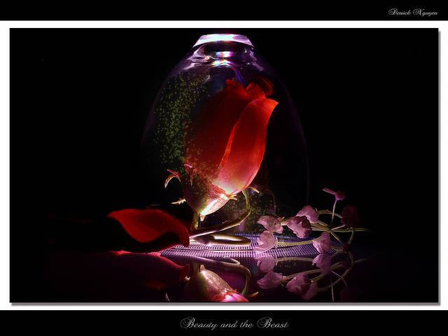 The beauty and the beast rose