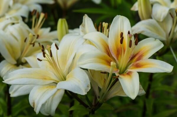 Easter lillies