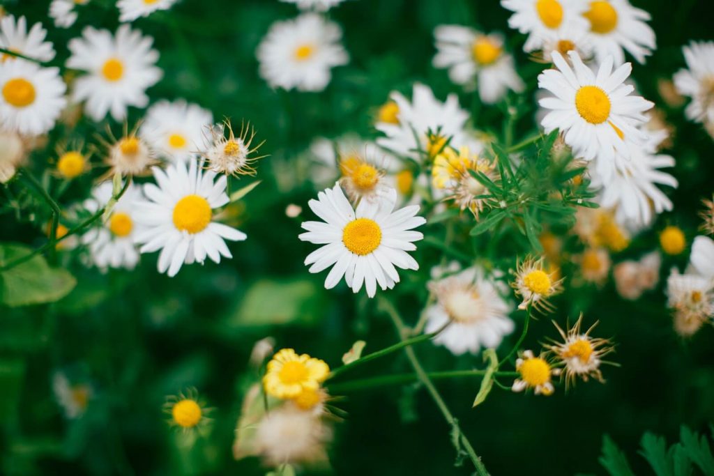 Daisies