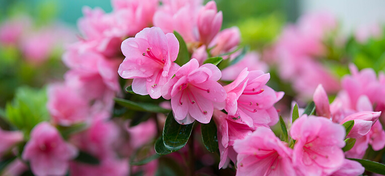 Azaleas