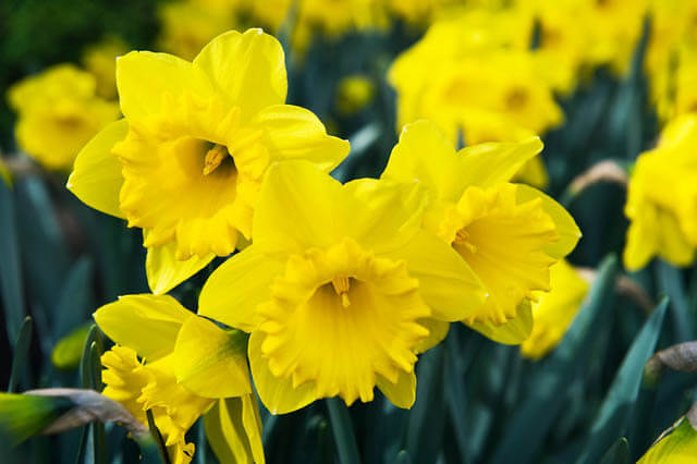 Daffodil