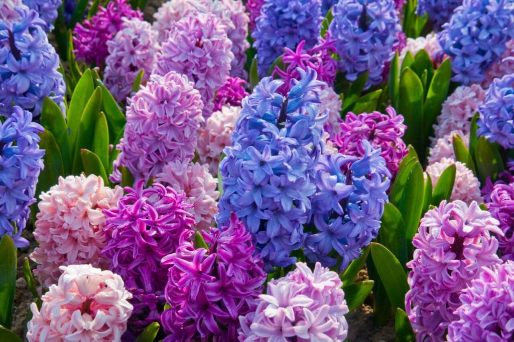 Hyacinth