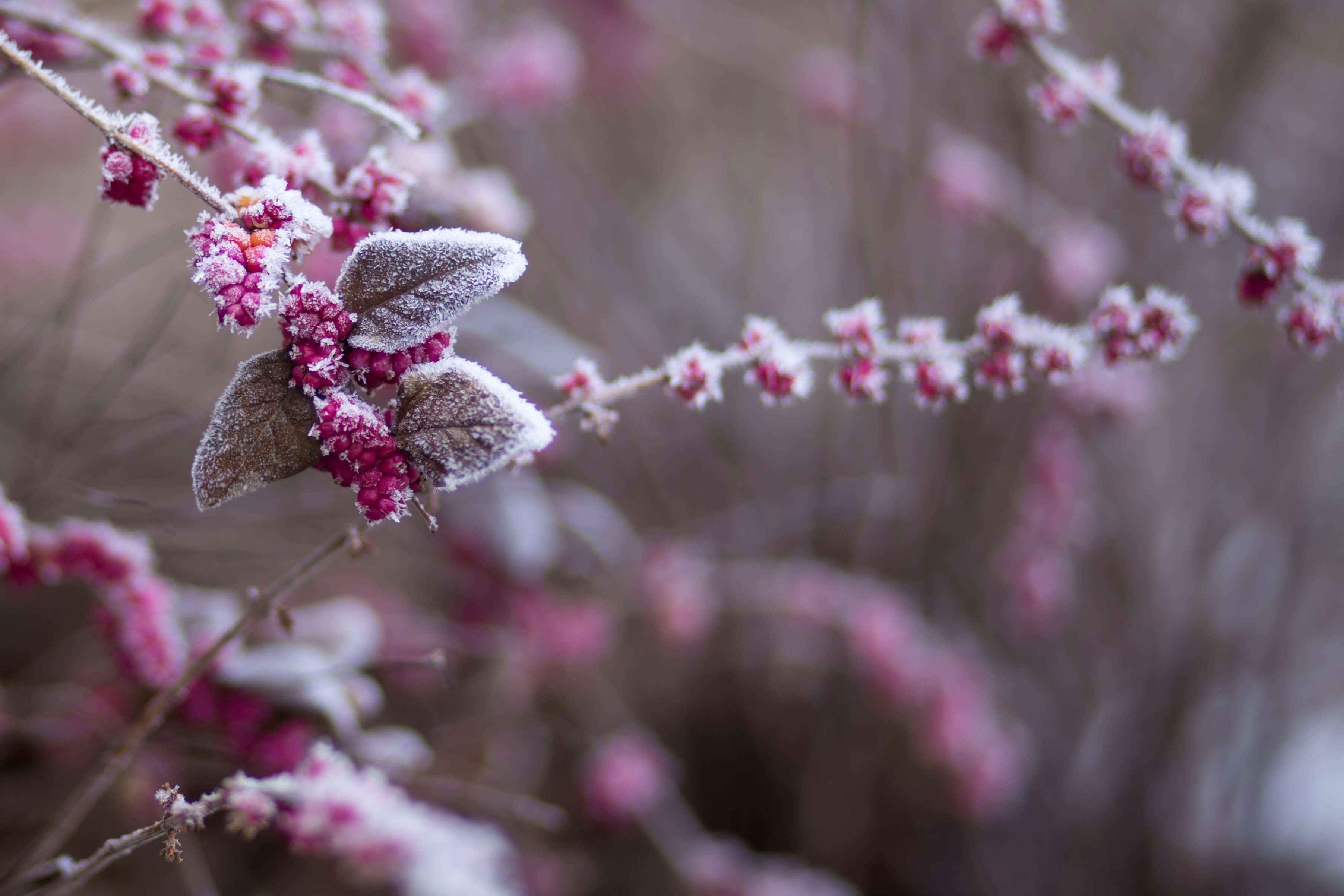 6 Tips for Taking Care of Flowers in the Winter