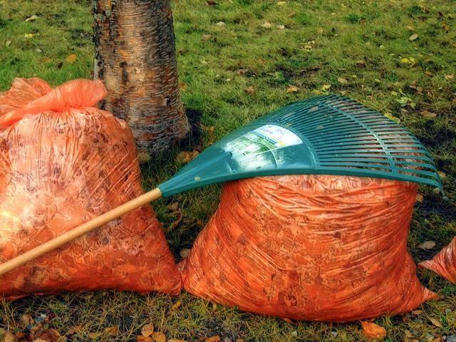 Tree leaves in bags