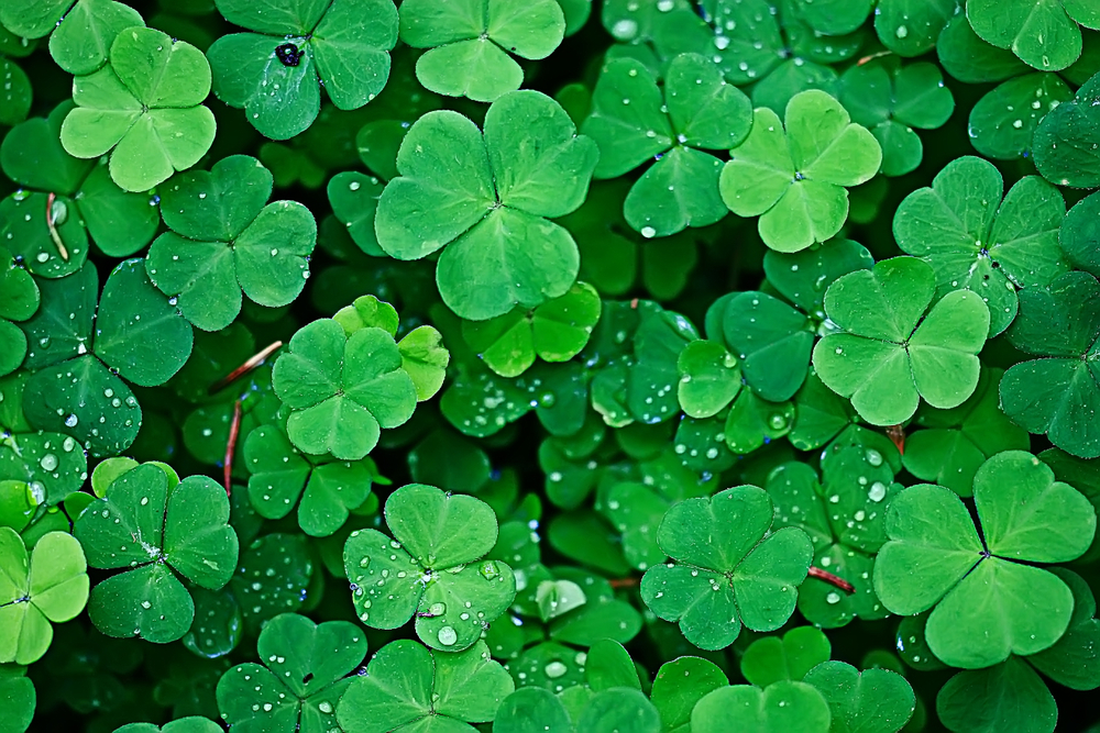 Shamrocks