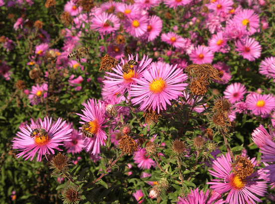 Asters