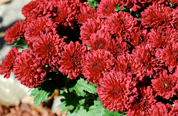 Red Chrysanthemums