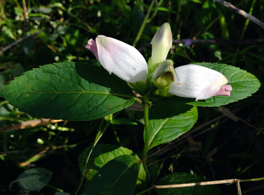 Turtlehead