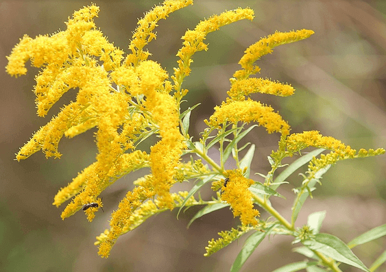 8 Fall Blooms To Admire In The Garden