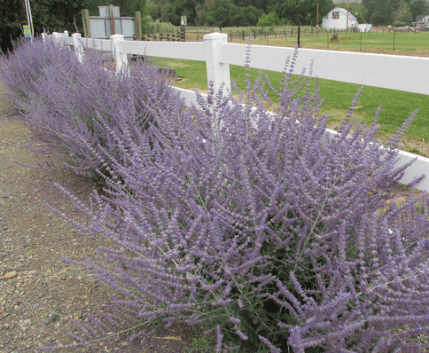 Russian Sage