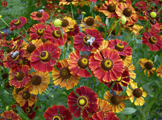 Helenium