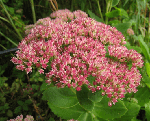 Sedum