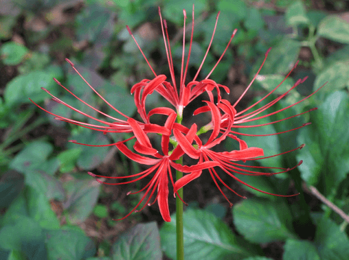 Red Spider Lily