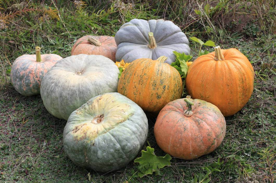 9 Surprising Facts You May Not Know About Pumpkins