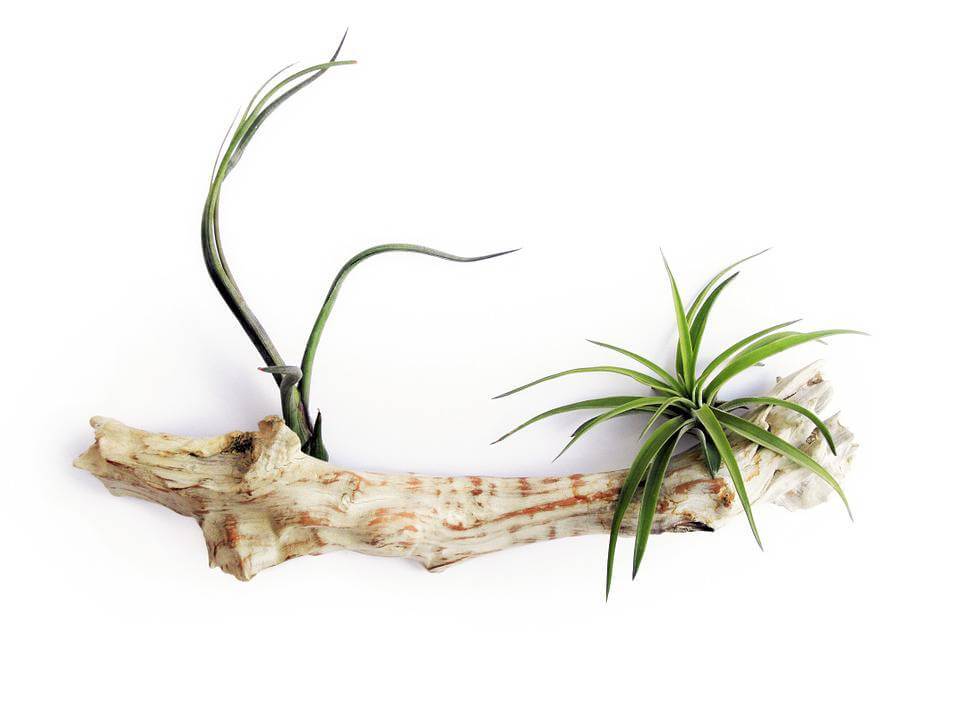 Air plants 1