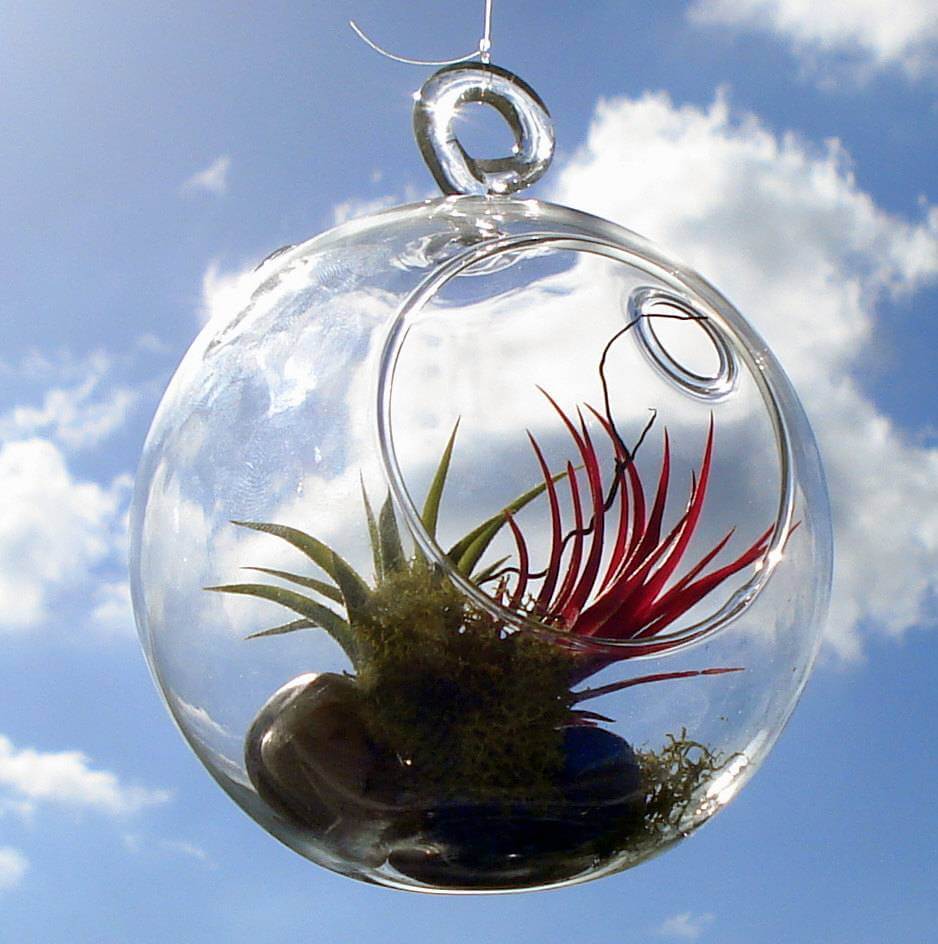 Air Plants: The Latest Trend In Houseplants