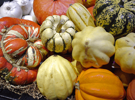 Squash varieties