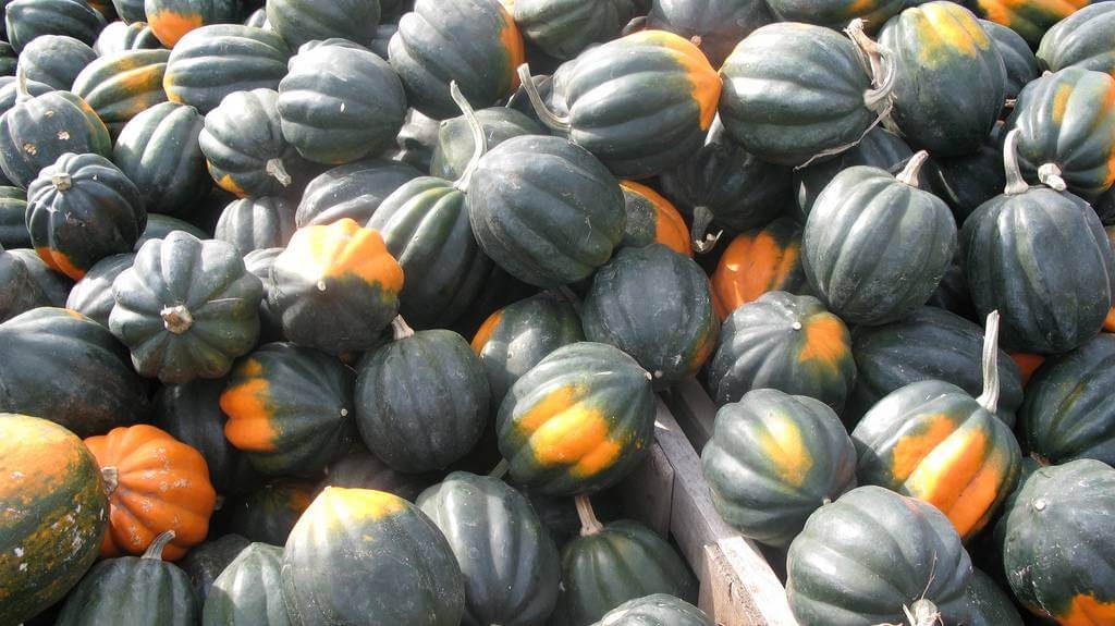 Acorn Squash