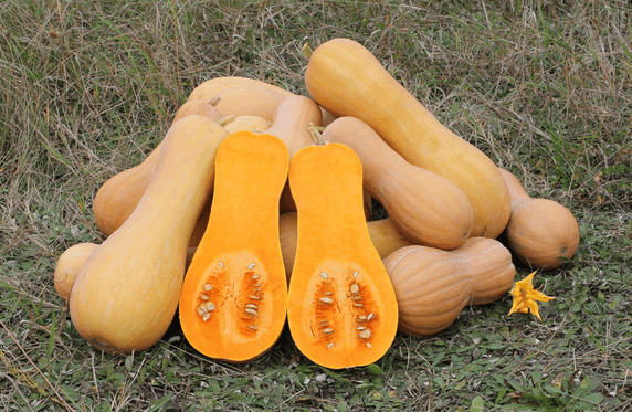 Butternut Squash