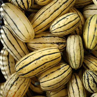 Delicata Squash