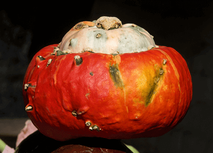 Turban Squash﻿