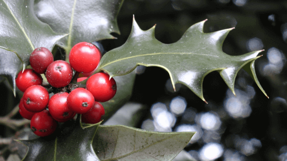 Red berries