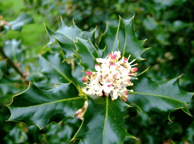 holly bush with flowers