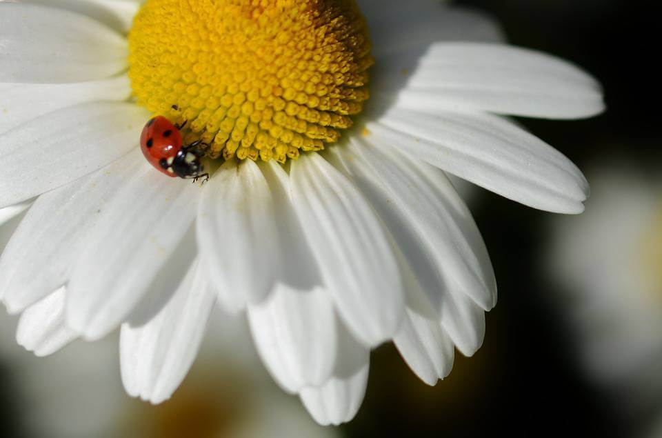 April’s Flower: The Sweet And Simple Daisy