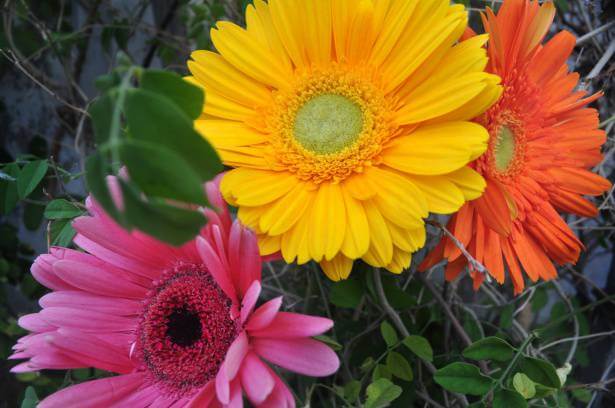 colored daisies