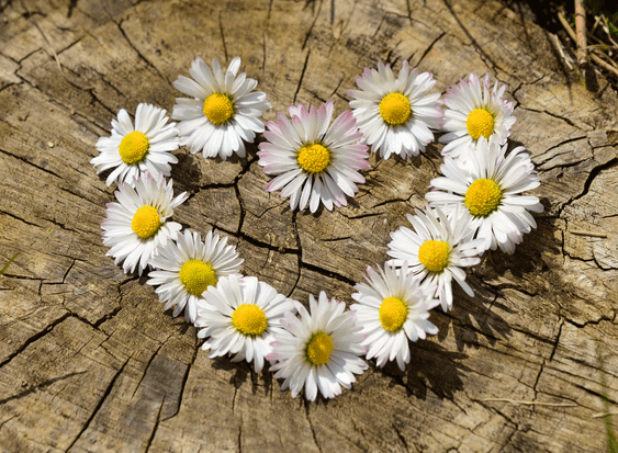 April’s Birthflower: The Darling Daisy