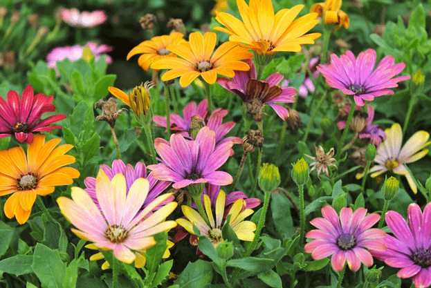 April’s Birthflower: The Dainty Daisy