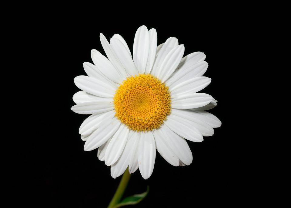 Daisies: The Perfect Flowers for Any Occasion