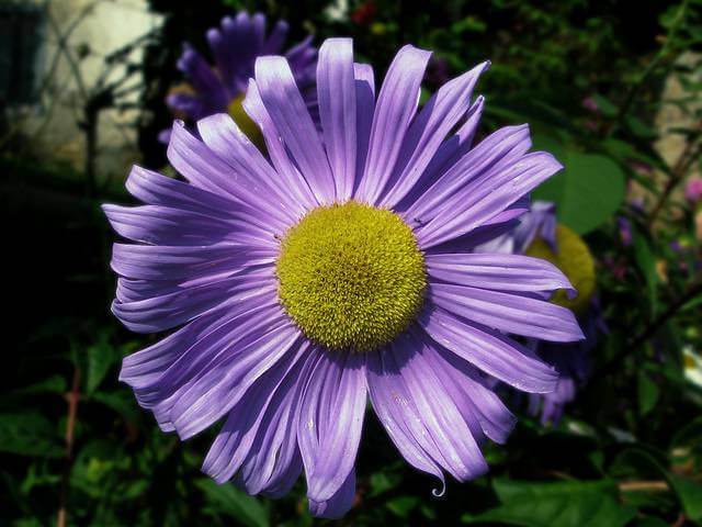 Asters