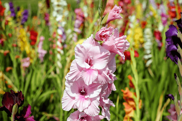 Pink gladiolus