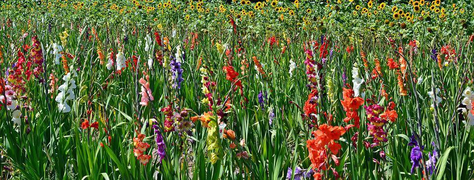 August’s Birthflower: The Glamorous Gladiolus