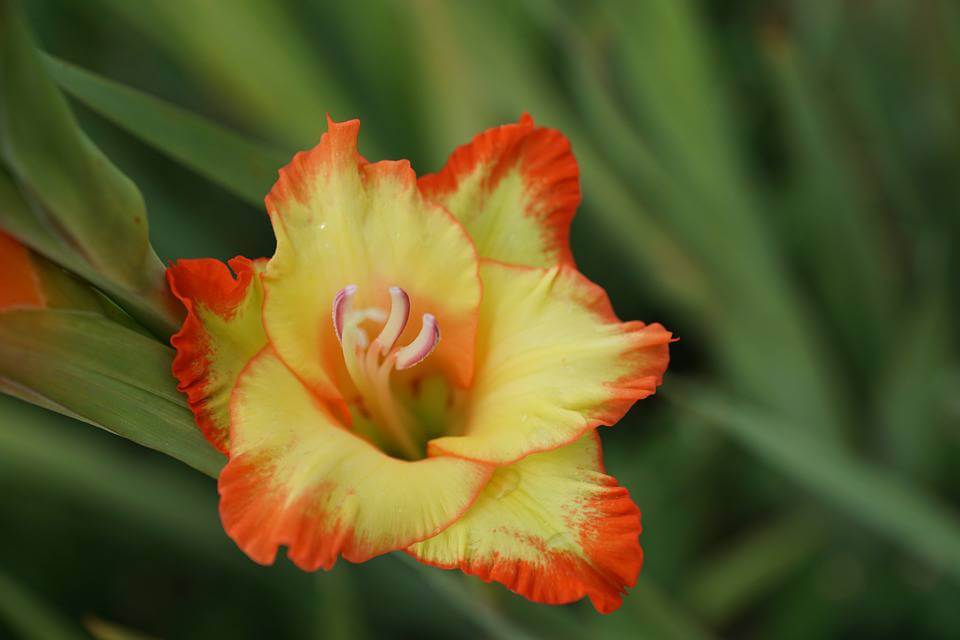 Yellow & red Gladiolus